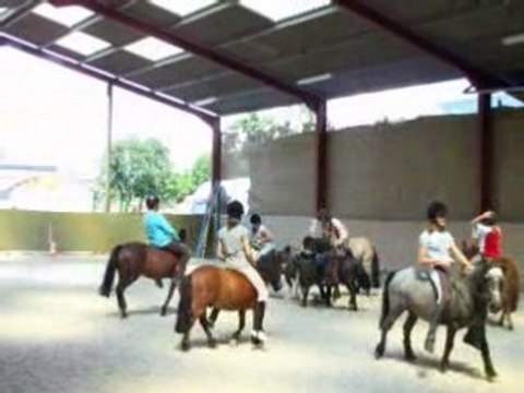 horse ball poneys