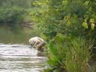 Cuzco Douchka et Calis à la flotte