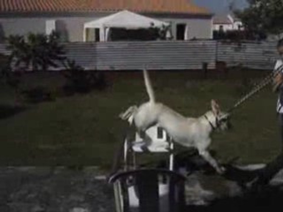 Video canaille