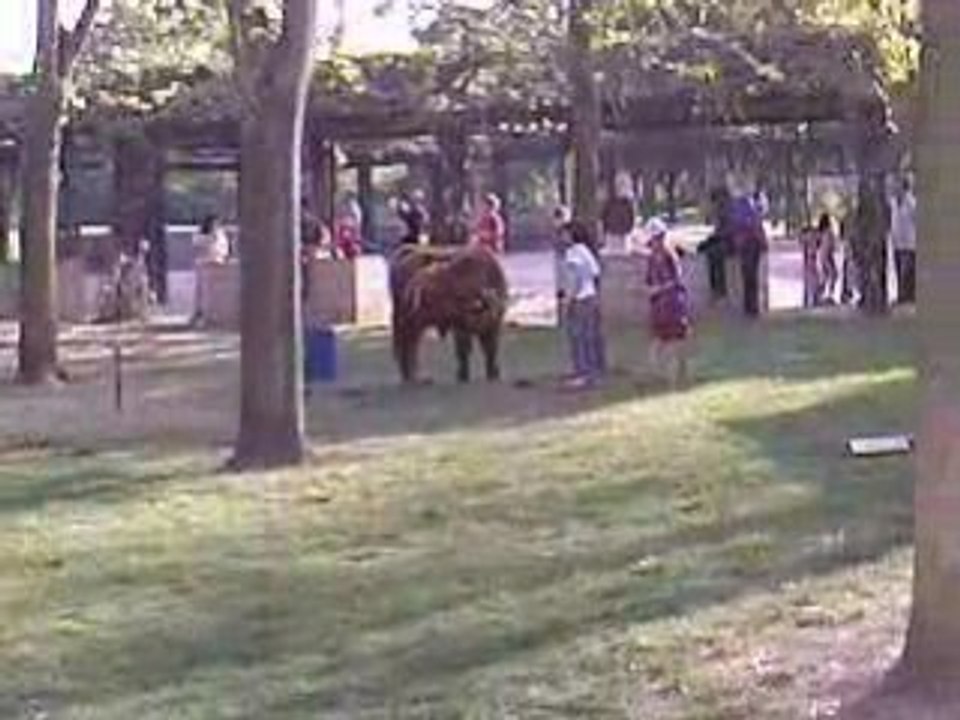 Momes ki rende fou 1cheval prod P.P