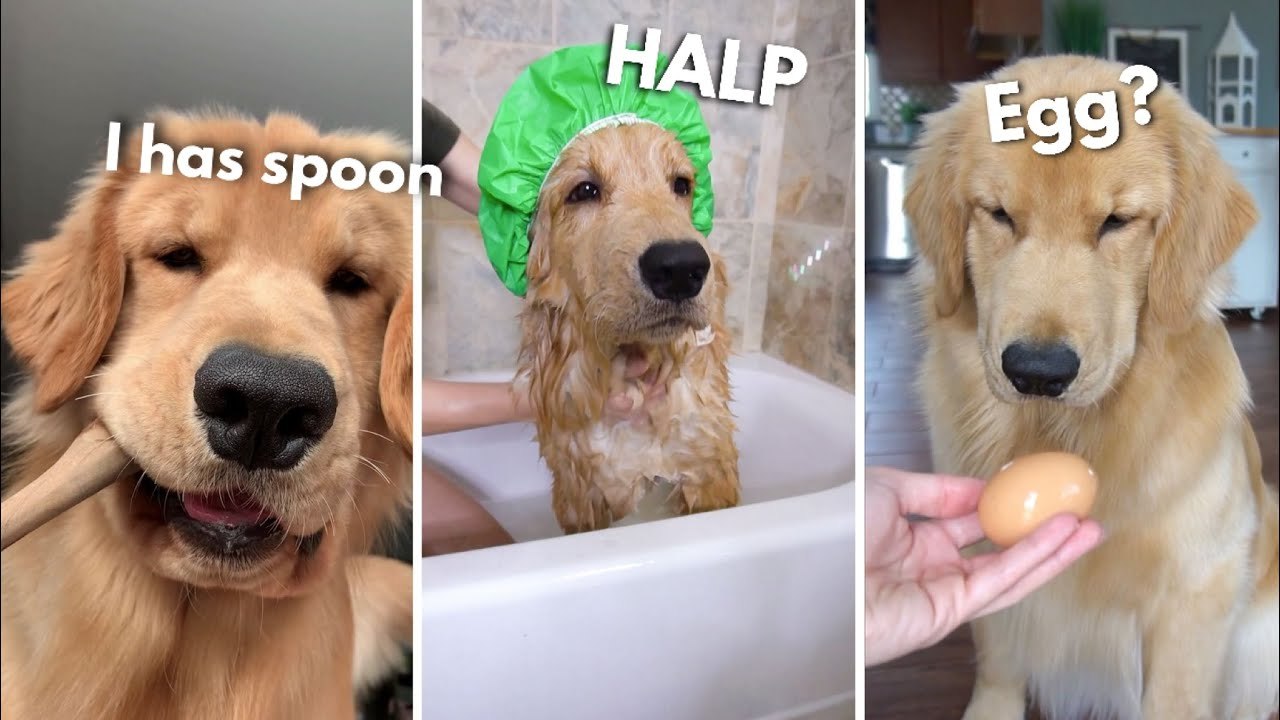 Tucker Tries a Spoon, an Egg and a Bath | Funny Golden Retriever Compilation