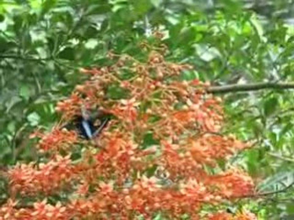 Honfleur : papillon tropical Naturospace
