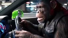Monkey vs Dog Super Race! 🐒 vs 🐕