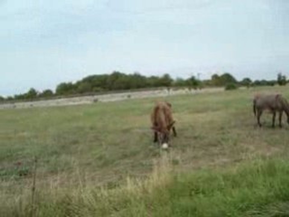 Rasta donkeys