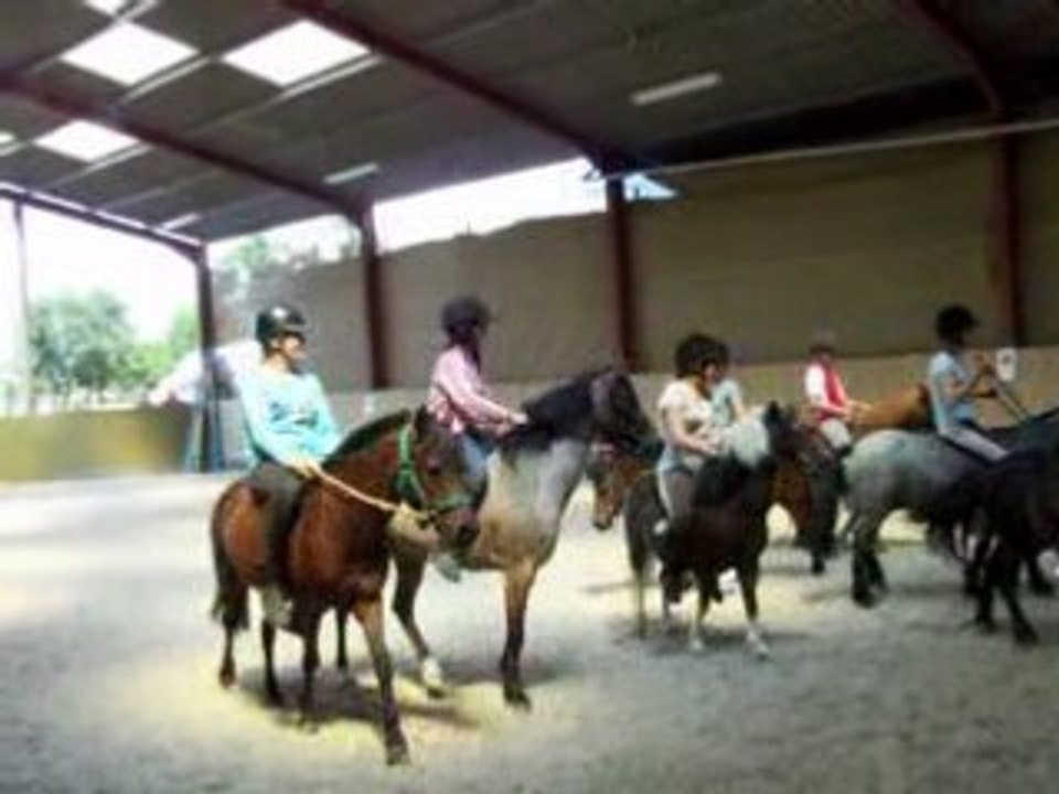 horse ball poneys
