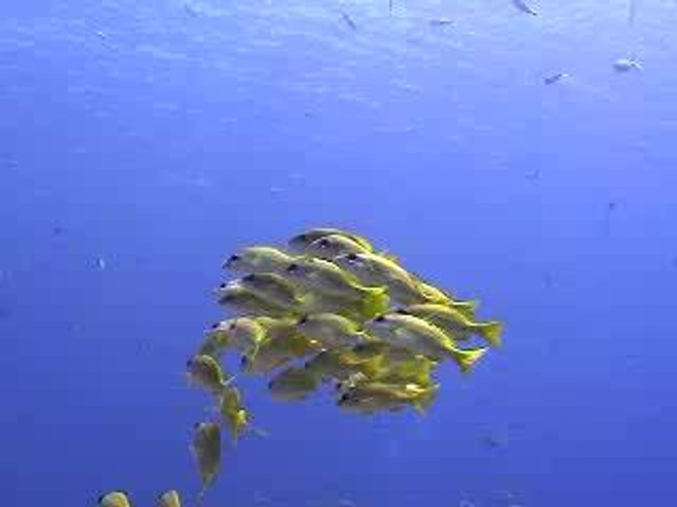 Buceo en Palau