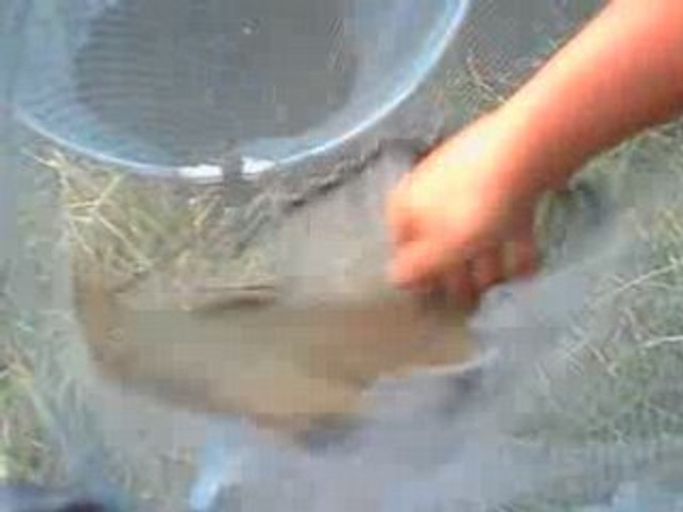 peche madine