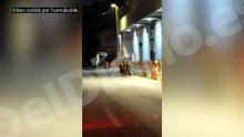 Los vídeos que confirman palizas de militares a migrantes en Ceuta