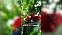 Bad Bunny le cedió derechos a Lula da Silva para grabar su spot de campaña