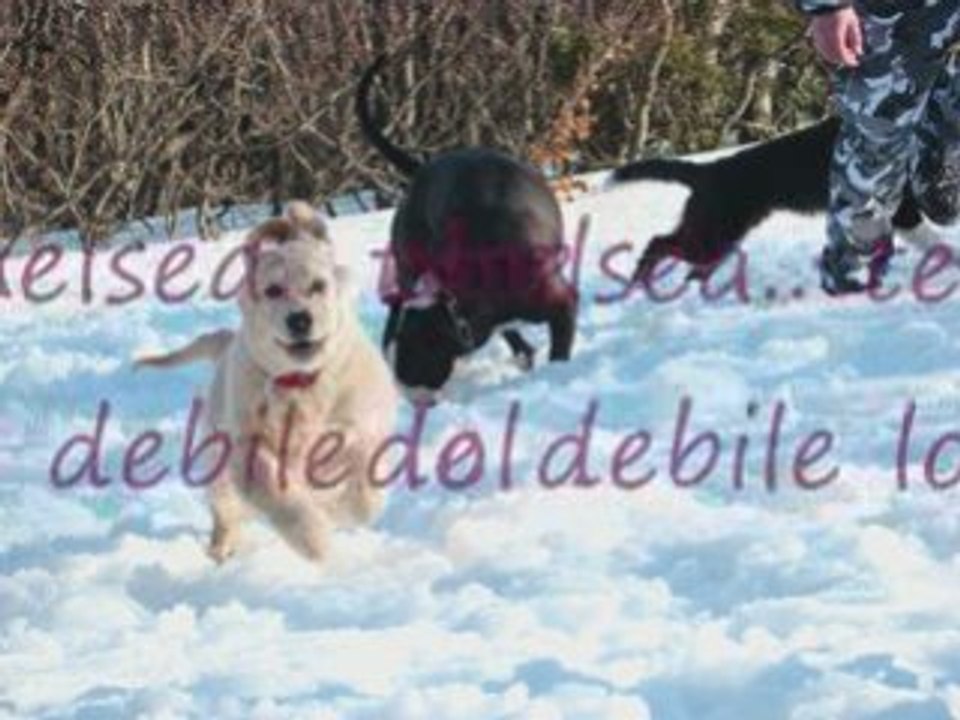 Sorti chiens ds la neige_0001