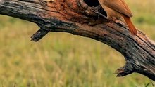 Nature’s Engineers: Birds Building a Mud Oven! 🛠️ Nest Building Secrets..