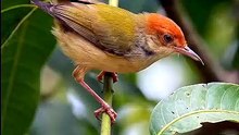 Common Tailorbird Real Nest Construction- Macro Leaf Sewing Biomechanics and Silk RivetingDetail🎬✨