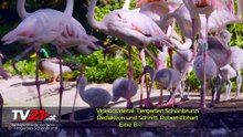 Flamingo-Babys im Tiergarten Schönbrunn: 16 Küken geschlüpft