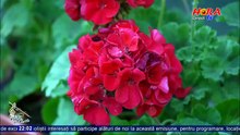 Mitica Tava - Atunci cand tu esti departe (Cetera si horile - HORA TV - 27.05.2026)