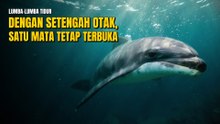 Kenapa Lumba-Lumba Tidur Setengah Otak Supaya Tidak Tenggelam dan Tersedak