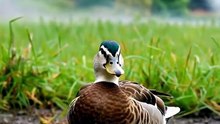 He Waited Every Day… Until He Found a Friend 🥹🦆❤️