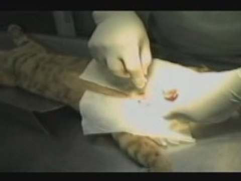 CAT GETTING NEUTERED