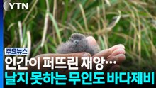 인간이 퍼뜨린 재앙...날지 못하는 무인도 바다제비 / YTN