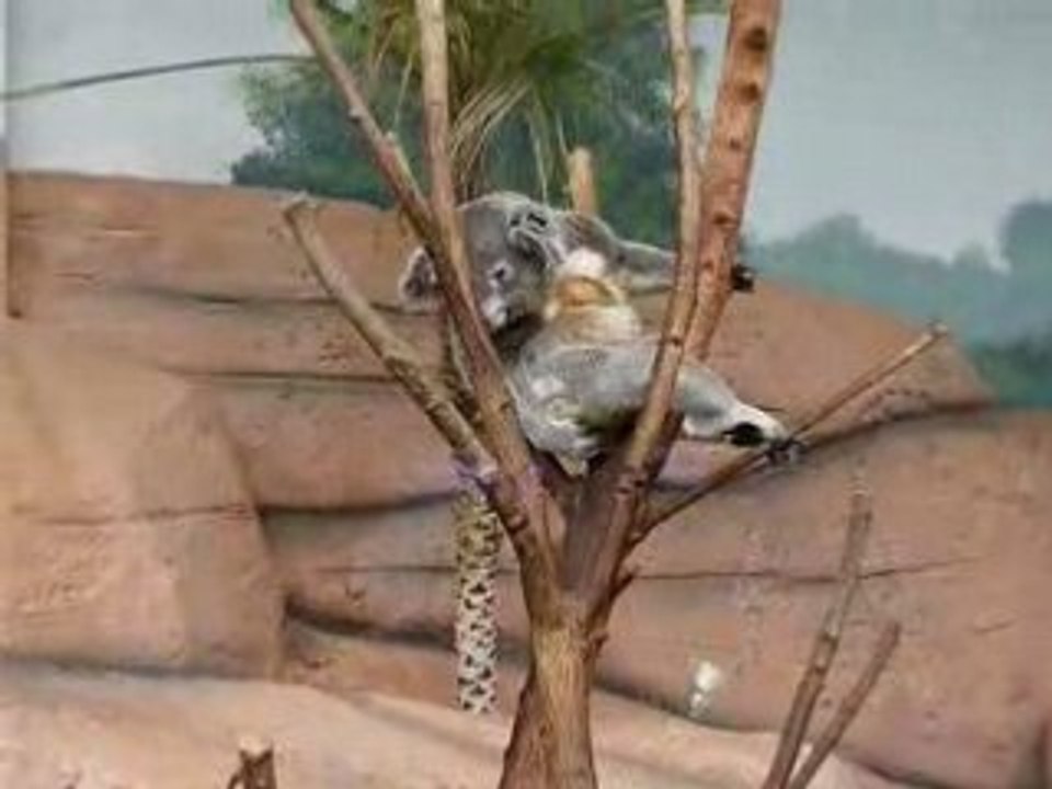 Koala zoo