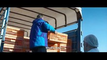 Hen Trailer