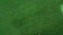 Today_s video isn_t about chicks, cats, geese or goats... It_s about two lovebirds 🐦🐦 #coup