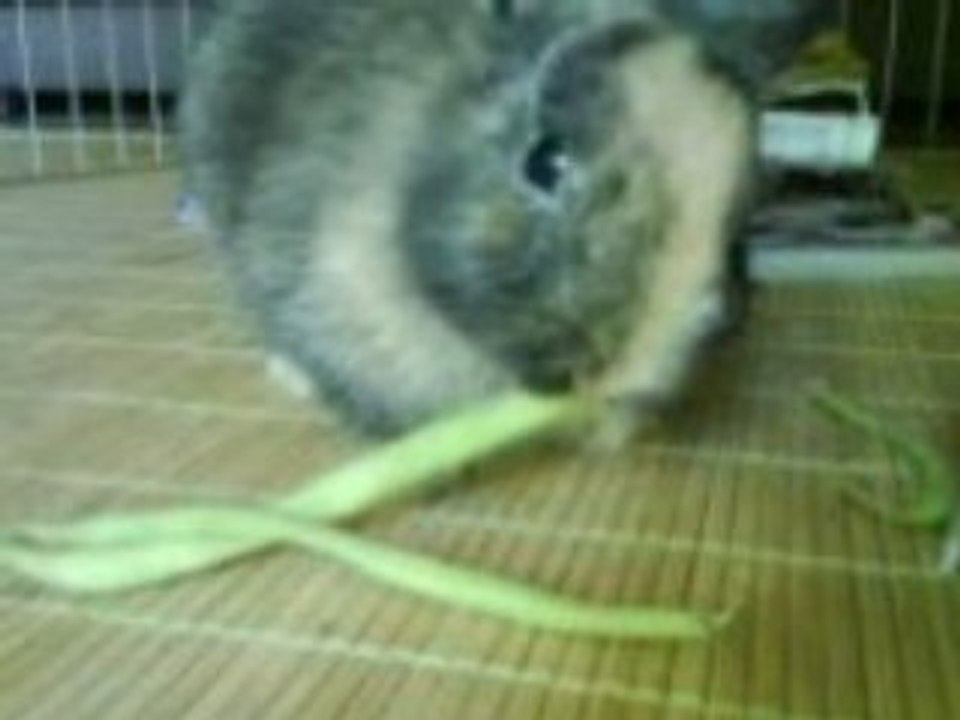 La dure vie de lapin