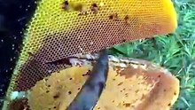 I Went Looking for Honey… Then THIS Happened! 😱