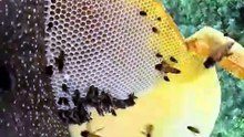 I Never Expected to Find Honey Like This! 🍯