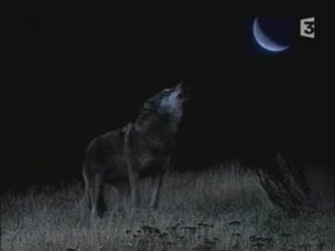 Entre Chiens et Loups (part.1)