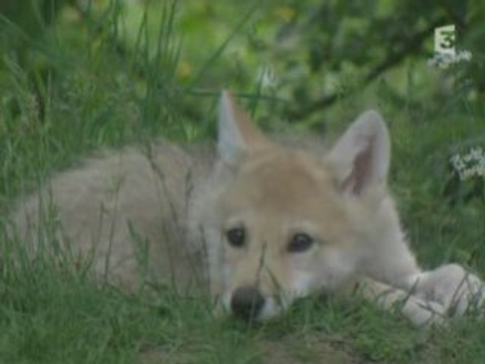 Entre Chiens et Loups (part.2)