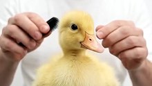 This Cute Duck Is Too 😍 #CuteDuck #Duck #CuteAnimals