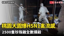 桃園大園爆H5N1禽流感 2500隻珍珠雞全數撲殺