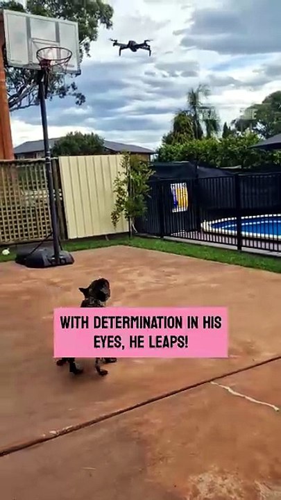 Canine Athlete Exhibits Aerial Skills While Chasing Drone