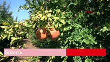 Serik'te nar sezonu başladı