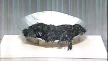 48回4番 ふえるワカメ