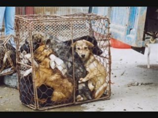 Maltraitance Animal Stop