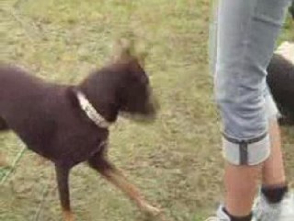 Kelpie