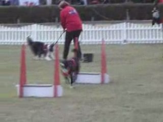 Eo flyball(1)