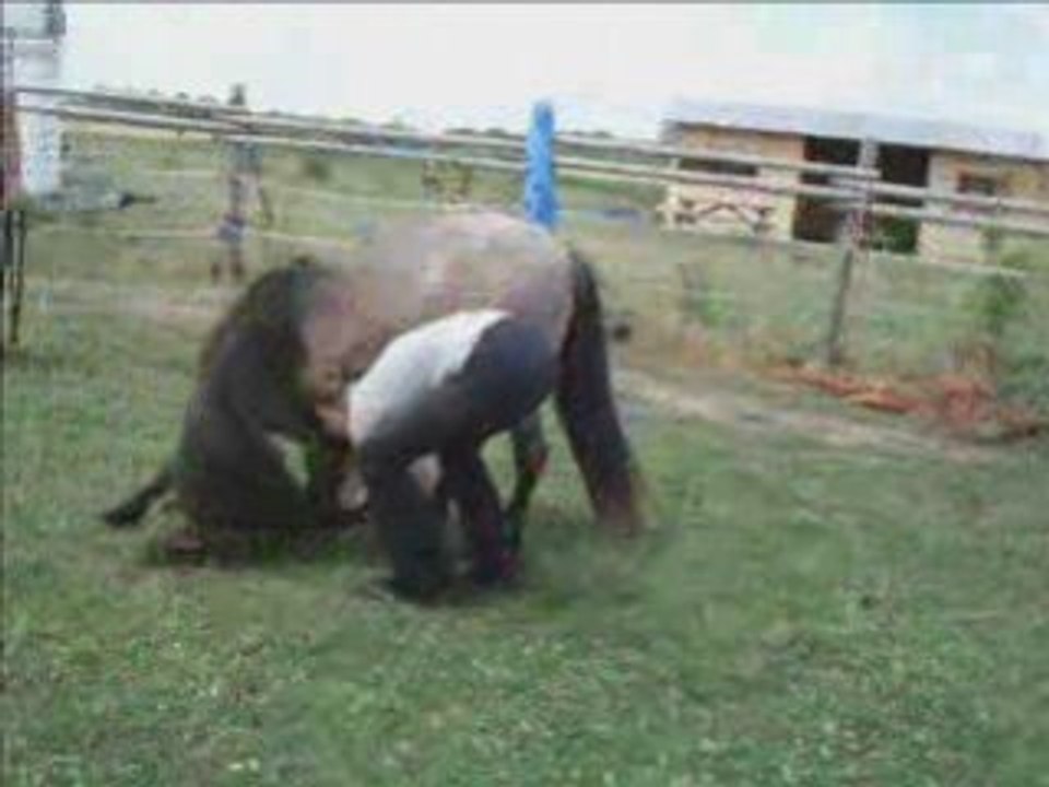 Video de belette et moi !