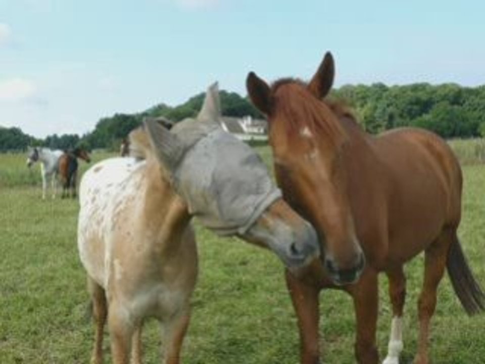 Nuage o pré avec son pote poney