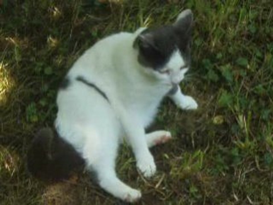 Priincesse