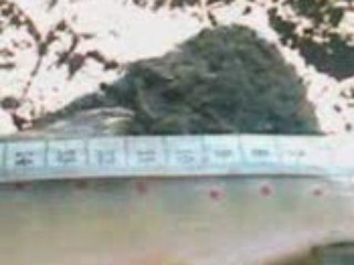 truite fario de montagne