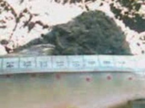 truite fario de montagne