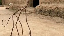 This Monkey Ignored a Banana for His Phone 😂📱__FunnyAnimals _Monkey _AnimalComedy _FunnyVideos