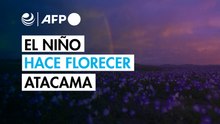 El fenómeno de El Niño provoca una floración única en el desierto de Atacama