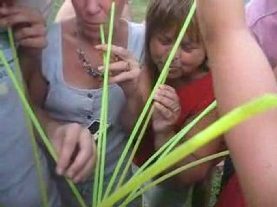 France 2008 - pims drinking