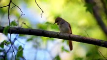 FOREST BIRDSONGS