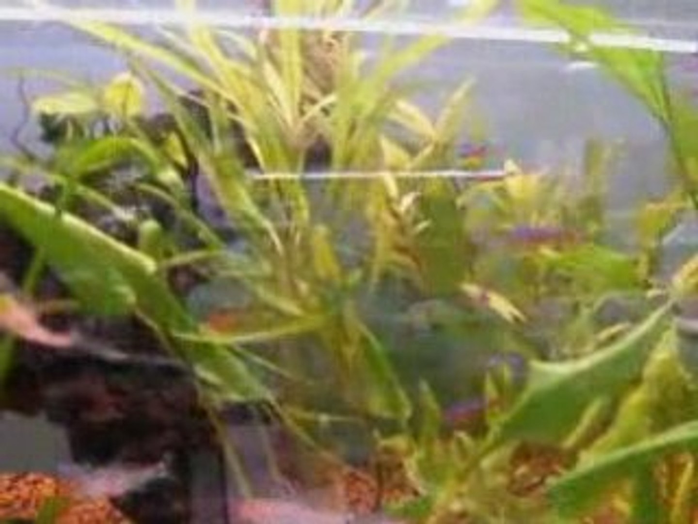 ⁣Dans l'aquarium
