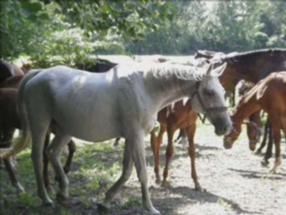 Stan Borys - Jaskółka uwięziona