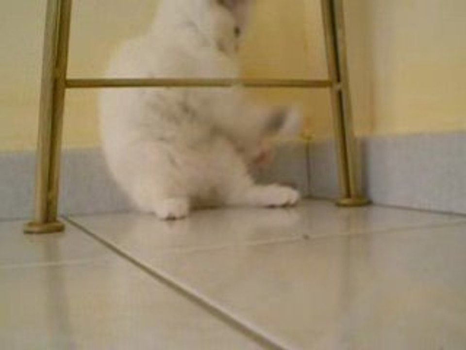 Video divine